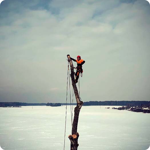 Компания Арбопрофи
