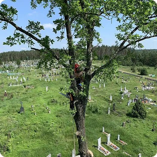 Удаление деревьев на кладбище