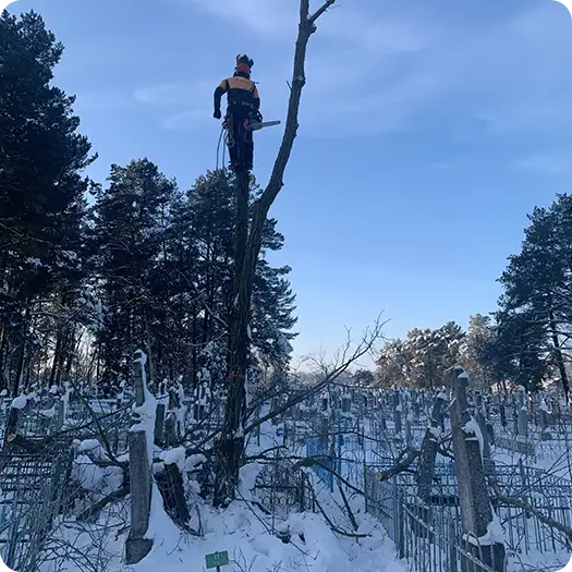 Удаление деревьев на кладбище