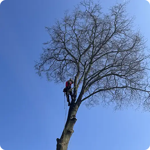 Удаление аварийных веток